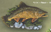 Trout