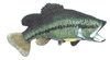 Lg. Mouth Bass Wall Mount