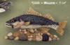 Walleye