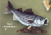 Striped Bass
