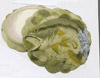 Lg. Mouth Bass Stone Box